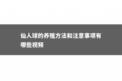 仙人球的养殖方法和注意事项 (仙人球的养殖方法和注意事项有哪些视频)