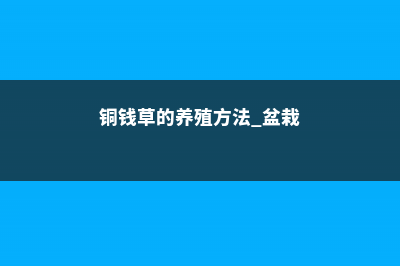 铜钱草的养殖方法 (铜钱草的养殖方法 盆栽)