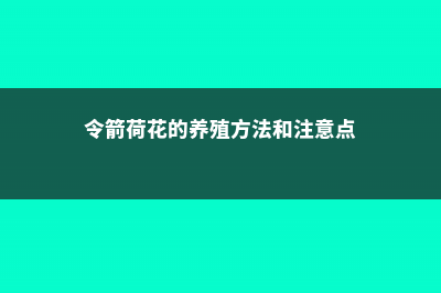 令箭荷花的养殖方法 (令箭荷花的养殖方法和注意点)