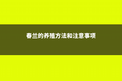 春兰的养殖方法 (春兰的养殖方法和注意事项)