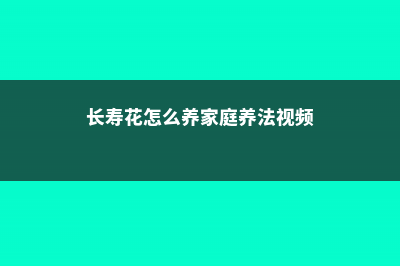 长寿花怎么养家庭养法 (长寿花怎么养家庭养法视频)