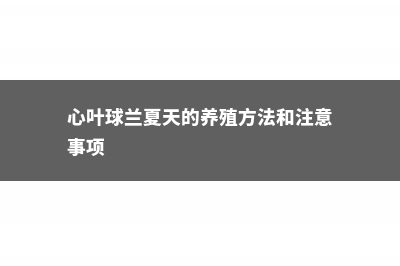 心叶球兰的养殖方法和注意事项 (心叶球兰夏天的养殖方法和注意事项)