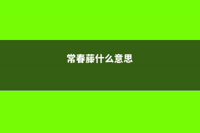 常春藤是什么花 (常春藤什么意思)