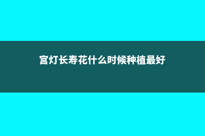 宫灯长寿花有什么寓意 (宫灯长寿花什么时候种植最好)