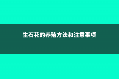 生石花养殖方法和注意事项 (生石花的养殖方法和注意事项)