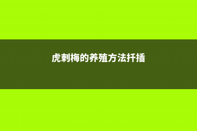 虎刺梅的养殖方法和注意事项 (虎刺梅的养殖方法扦插)