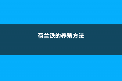 荷兰铁的养殖方法和注意事项 (荷兰铁的养殖方法)