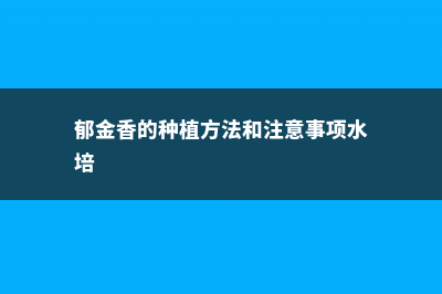 郁金香的种植方法 (郁金香的种植方法和注意事项水培)