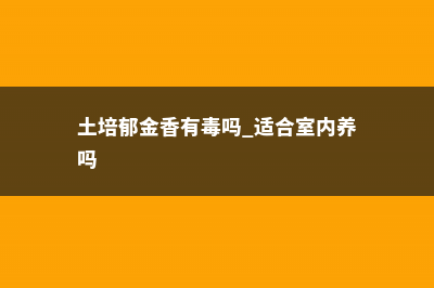 无土盆栽郁金香的方法及注意事项 (土培郁金香有毒吗 适合室内养吗)