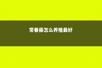 常春藤怎么养殖 (常春藤怎么养殖最好)