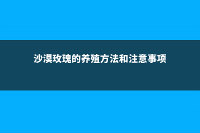 沙漠玫瑰的养殖方法 (沙漠玫瑰的养殖方法和注意事项)