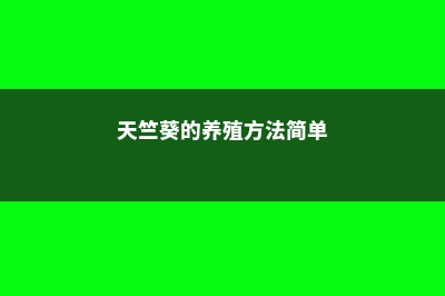 天竺葵的养殖方法和注意事项 (天竺葵的养殖方法简单)