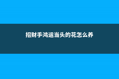 鸿运当头怎么养长得快 (招财手鸿运当头的花怎么养)