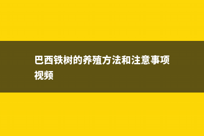 巴西铁的养殖方法 (巴西铁树的养殖方法和注意事项视频)