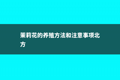 茉莉花的养殖方法 (茉莉花的养殖方法和注意事项北方)