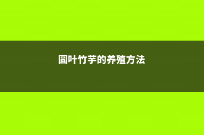 圆叶竹芋的养殖方法 (圆叶竹芋的养殖方法)