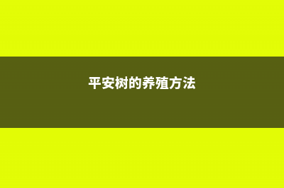 平安树的养殖方法和注意事项 (平安树的养殖方法)