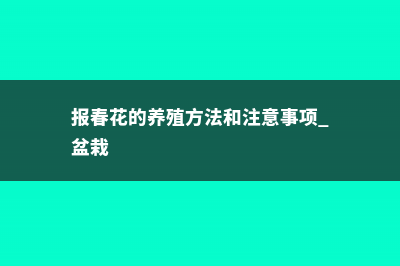 报春花的养殖方法 (报春花的养殖方法和注意事项 盆栽)