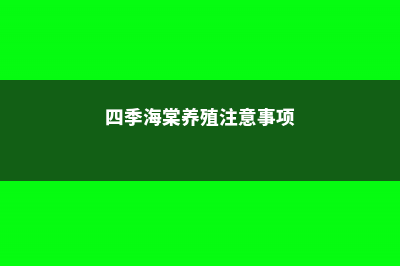 四季海棠养殖注意事项 (四季海棠养殖注意事项)