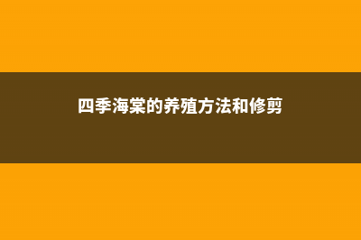 四季海棠的养殖方法 (四季海棠的养殖方法和修剪)