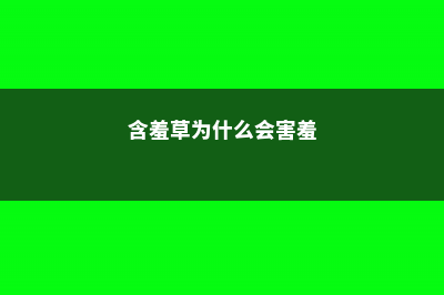 含羞草为什么会收缩 (含羞草为什么会害羞)