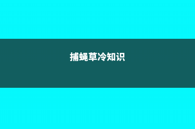 捕蝇草知名变异品种简介 (捕蝇草冷知识)