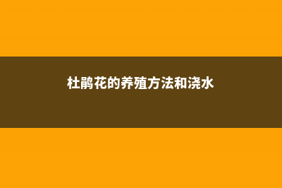 杜鹃花的养殖方法和注意事项 (杜鹃花的养殖方法和浇水)