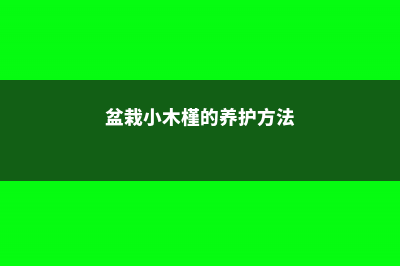 盆栽小木槿的养护方法 (盆栽小木槿的养护方法)