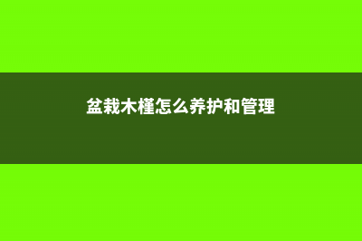 盆栽木槿怎么养 (盆栽木槿怎么养护和管理)