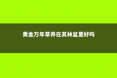 黄金万年草的养殖方法 (黄金万年草养在其林盆里好吗)