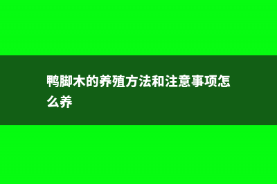 鸭脚木的养殖方法和注意事项 (鸭脚木的养殖方法和注意事项怎么养)