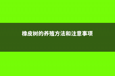 橡皮树的养殖方法和注意事项 (橡皮树的养殖方法和注意事项)