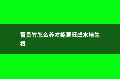 富贵竹怎么养才能更旺盛 (富贵竹怎么养才能更旺盛水培生根)