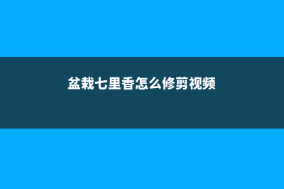 盆栽七里香怎么播种 (盆栽七里香怎么修剪视频)