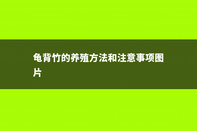 龟背竹的养殖方法和注意事项 (龟背竹的养殖方法和注意事项图片)