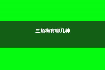 三角梅有哪些常见品种 (三角梅有哪几种)