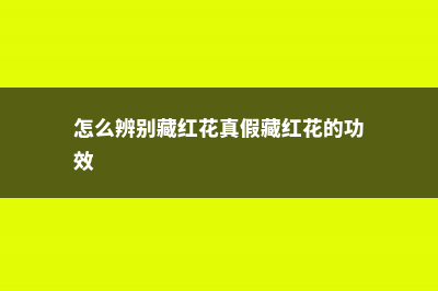 怎么辨别藏红花的真假 (怎么辨别藏红花真假藏红花的功效)