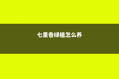 七里香盆景的养护要点 (七里香绿植怎么养)