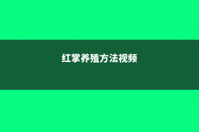 红掌养殖方法 (红掌养殖方法视频)