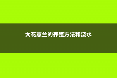 大花蕙兰的养殖方法和注意事项 (大花蕙兰的养殖方法和浇水)