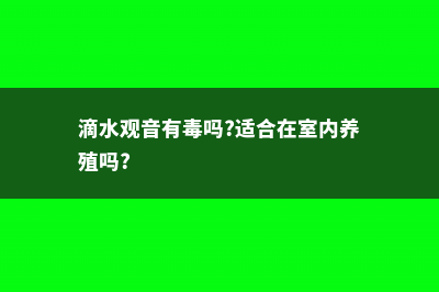 滴水观音有毒吗 (滴水观音有毒吗?适合在室内养殖吗?)