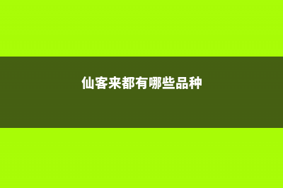 仙客来有哪些不同的品种 (仙客来都有哪些品种)