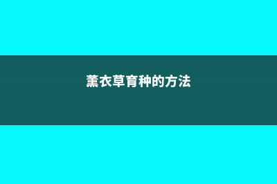 薰衣草的繁殖方法 (薰衣草育种的方法)