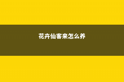 盆花仙客来的培育技术 (花卉仙客来怎么养)