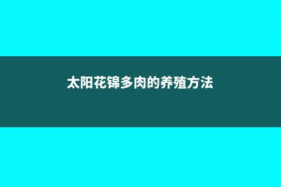 多肉的养殖方法 (太阳花锦多肉的养殖方法)