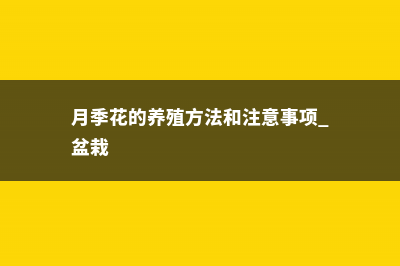 月季花的养殖方法和注意事项 (月季花的养殖方法和注意事项 盆栽)