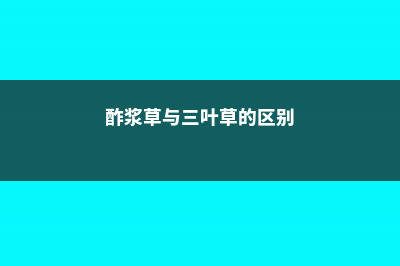 酢浆草与三叶草有什么区别 (酢浆草与三叶草的区别)