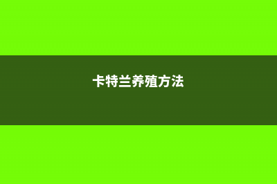 卡特兰的养殖方法 (卡特兰养殖方法)