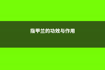 指甲兰的家庭养殖方法和注意事项 (指甲兰的功效与作用)