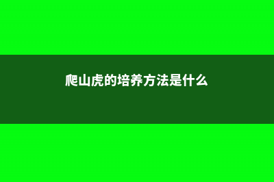 爬山虎的培养方式 (爬山虎的培养方法是什么)